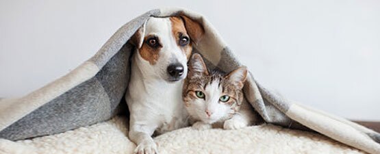 CBD Oil for Dogs Canada