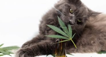 CBD oil for cats by CBD2GO