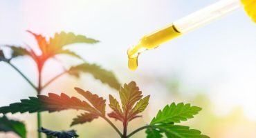 CBD Oil Online