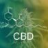 Cbd Capsules Canada