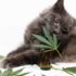 CBD oil for cats by CBD2GO