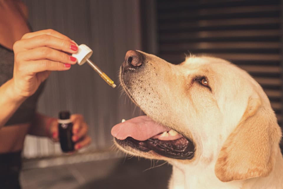 How to dose CBD oil for dogs Canada