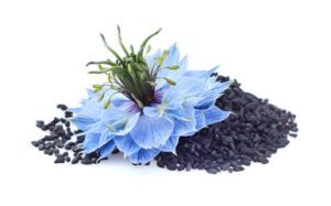 Organic Nigella Sativa (Black Seed) used in wellness supplements