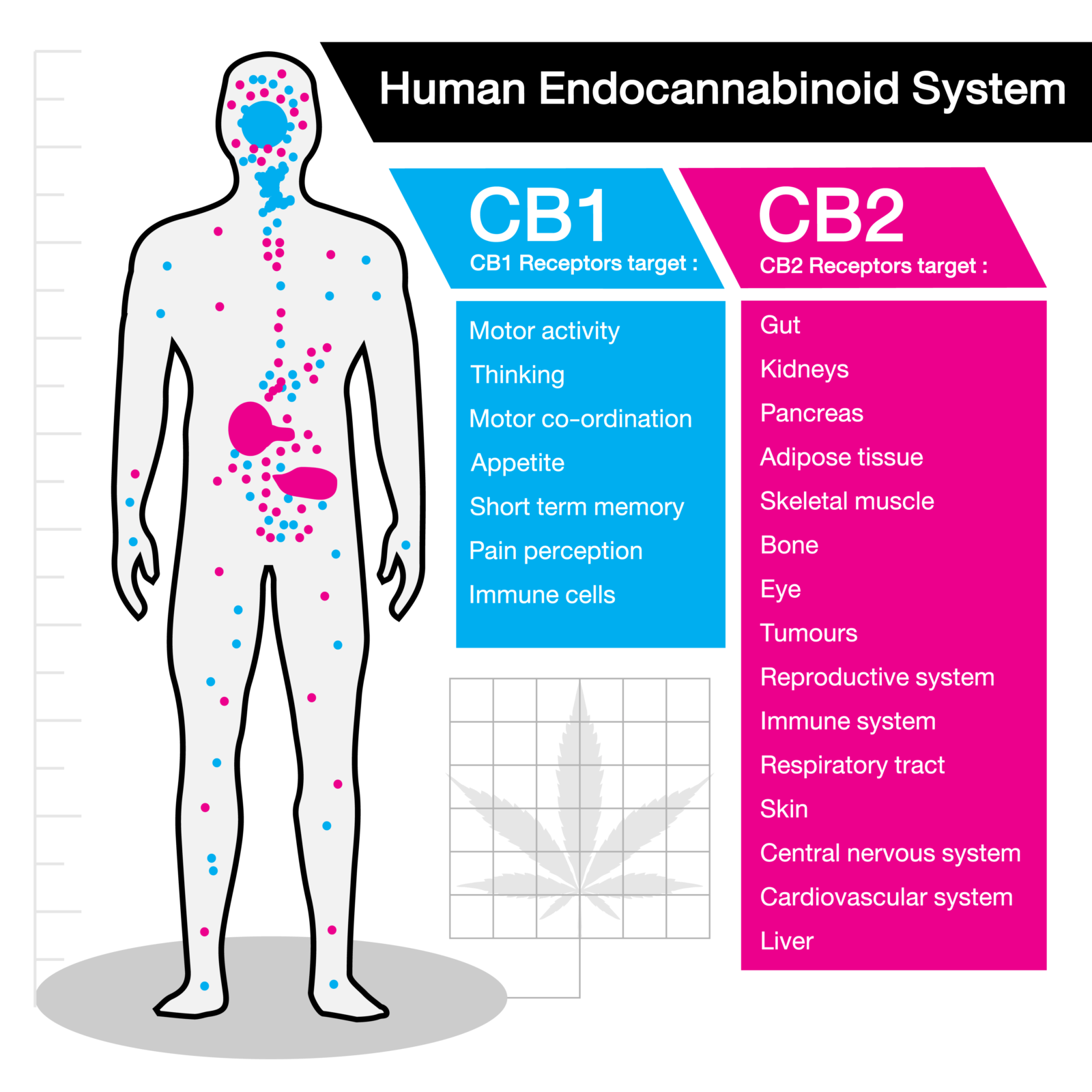 Diagram of the endocannabinoid system and receptor network