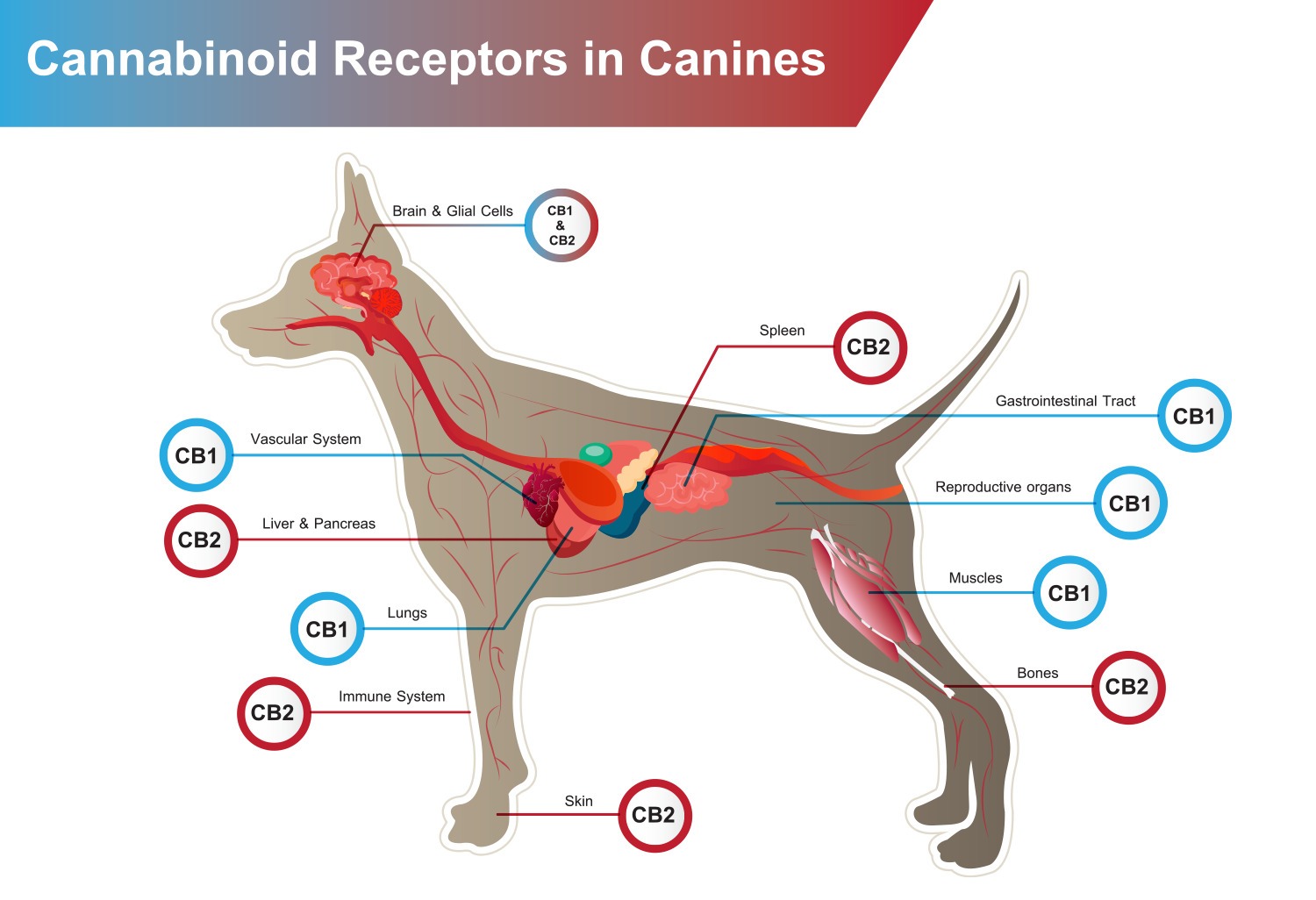 Diagram showing cannabinoid receptors in dogs