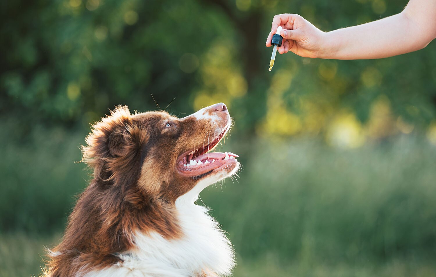 A dog enjoying CBD treats for wellness