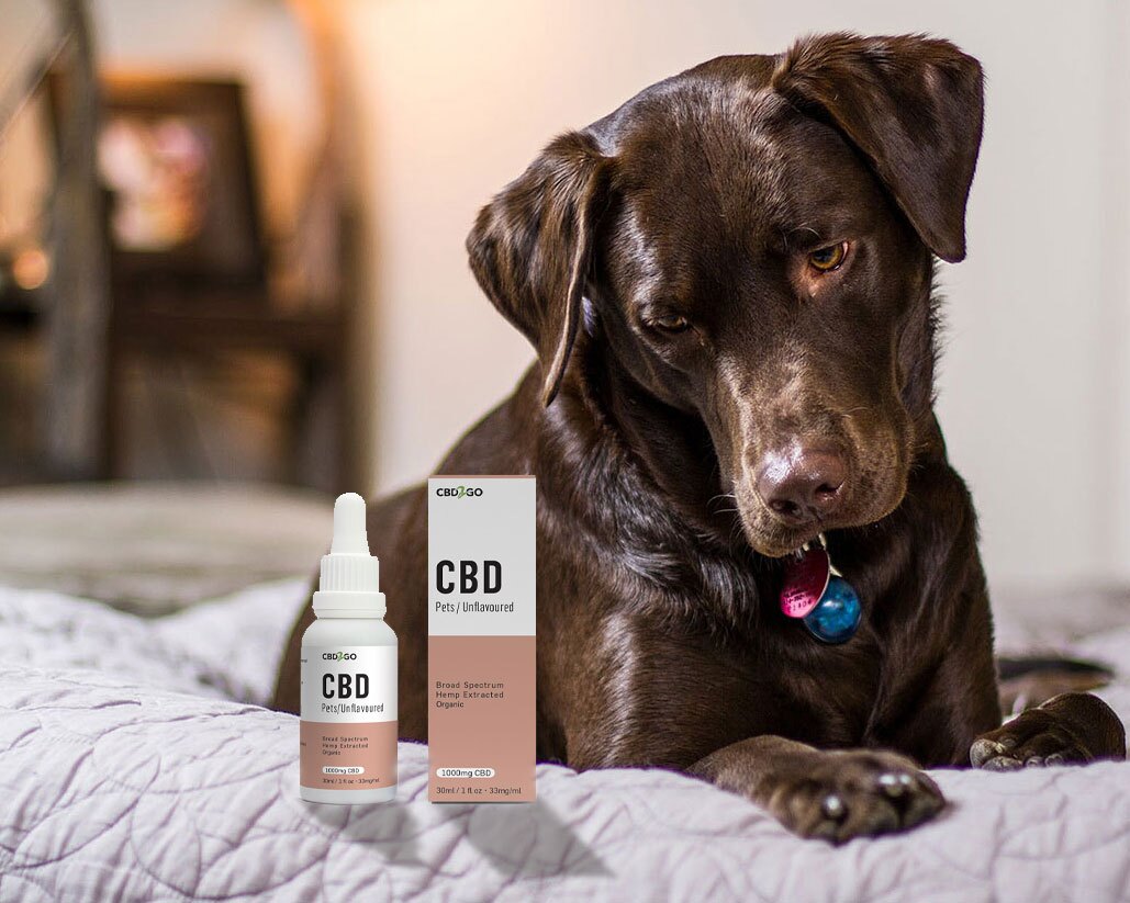Premium CBD for dogs Canada - Organic Pet Wellness