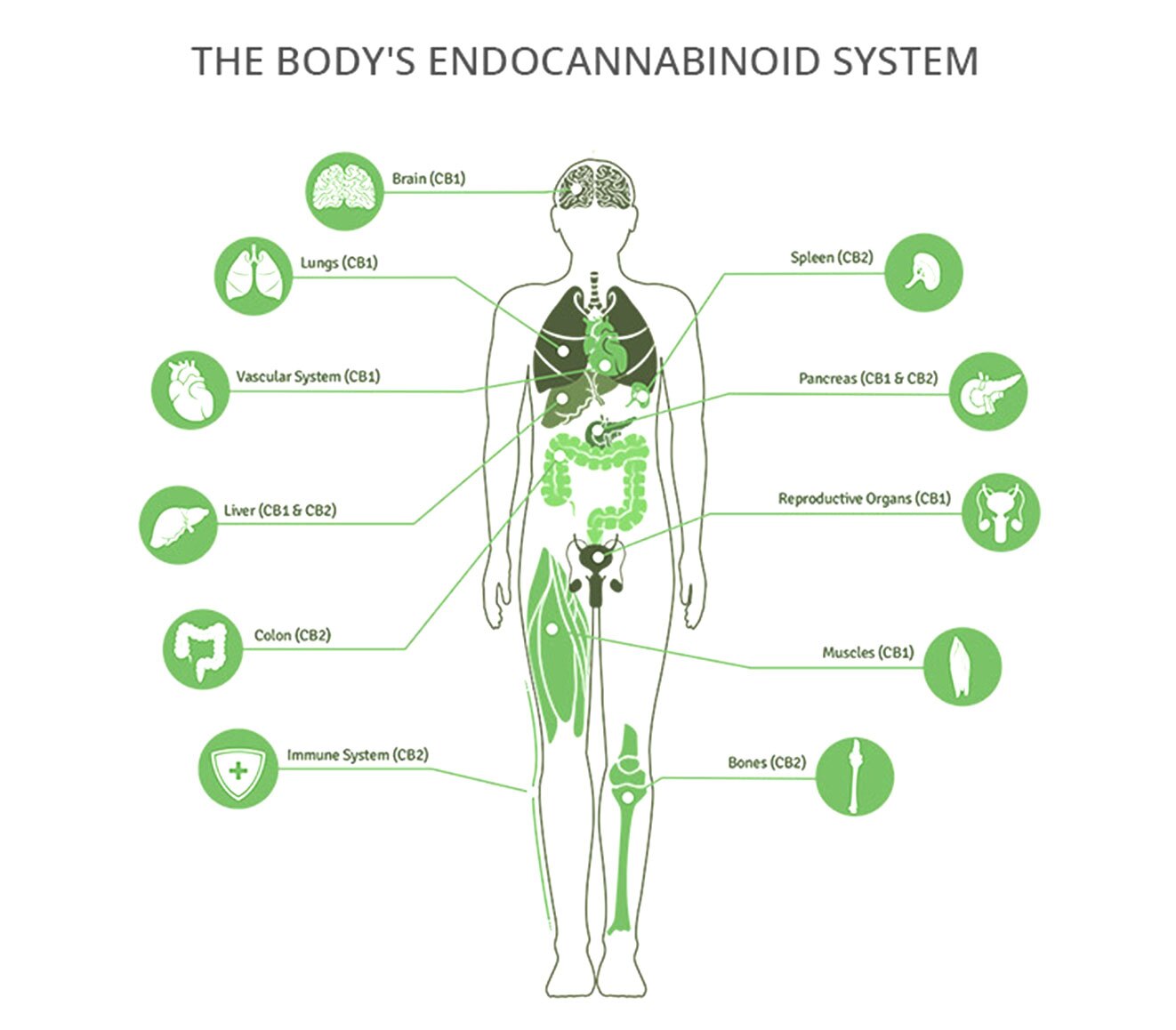 The human endocannabinoid system and receptor network