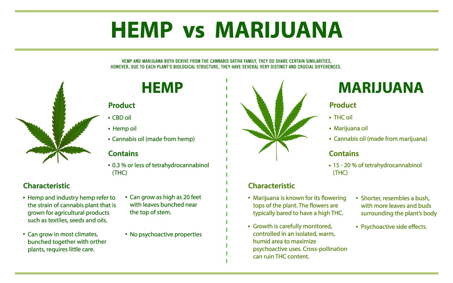 Botanical comparison of hemp vs marijuana plants