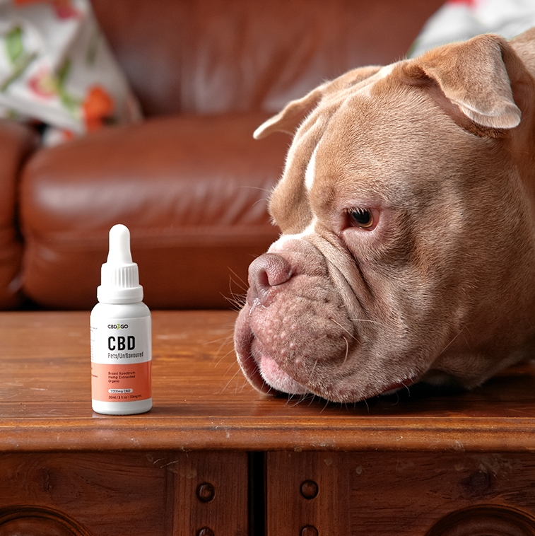 cbd-oil-dogs-pic CBD oil for dogs Quebec