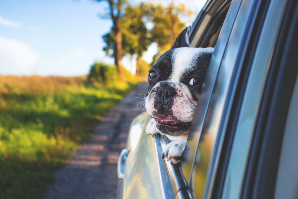 cbd oil for pets