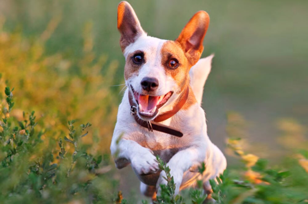 CBD oil for pets