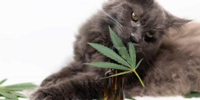 CBD oil for cats by CBD2GO