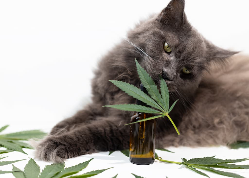 CBD oil for cats by CBD2GO
