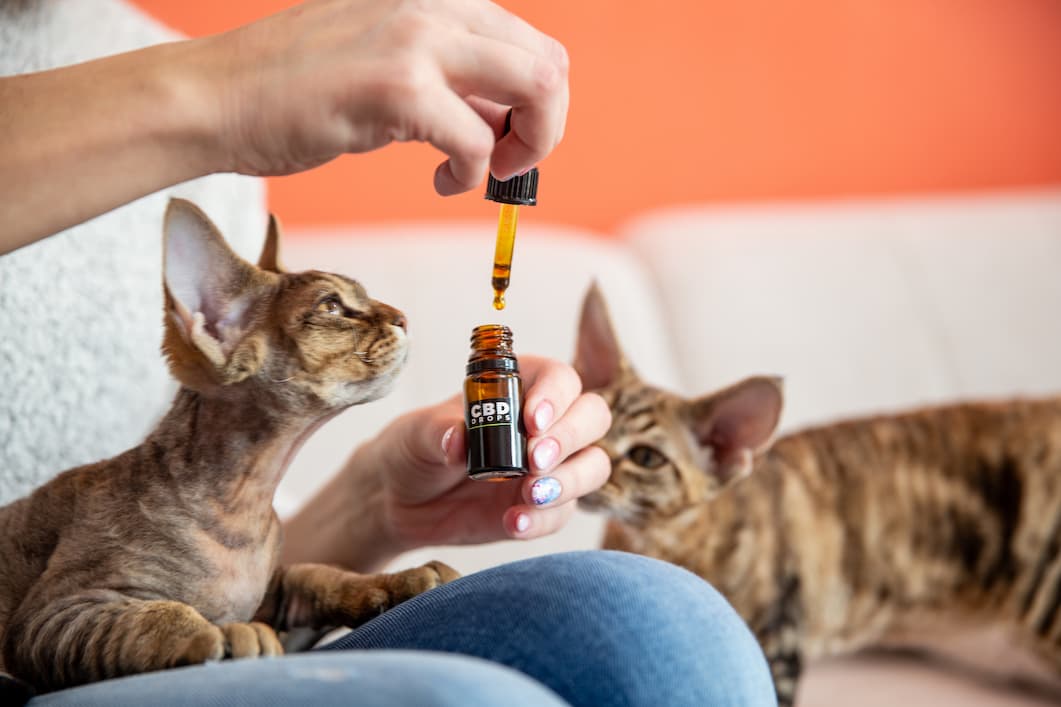 CBD oil for cats anxiety