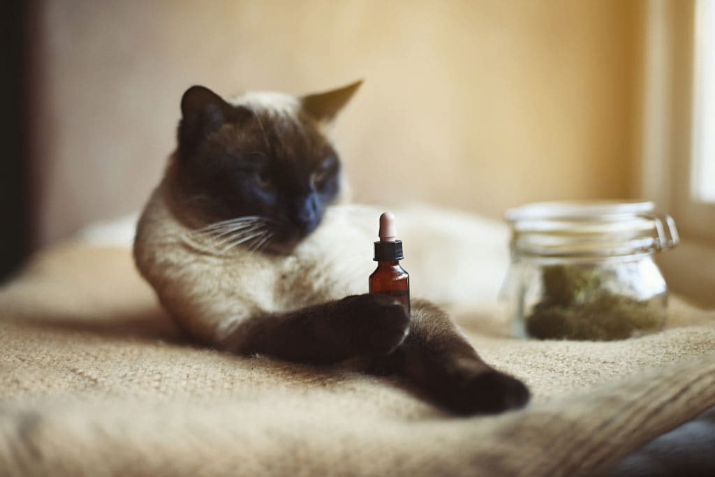 cats and CBD oil